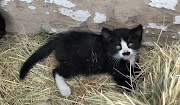 One of the kittens abandoned at the Purrpaws animal shelter in Vereeniging.