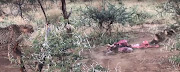 Three cheetahs get cheated by wild dogs.