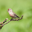 Mealy Redpoll