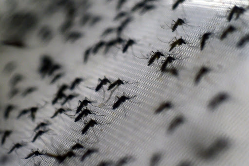 Malaria kills more than 600,000 people a year. Picture: BLOOMBERG
