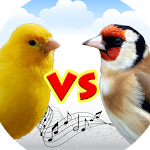 Canary vs goldfinch Apk