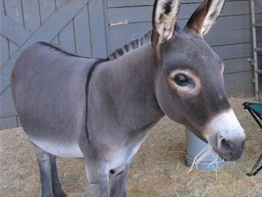 A donkey./courtesy