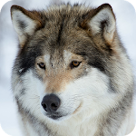 Wolf Wallpaper Apk