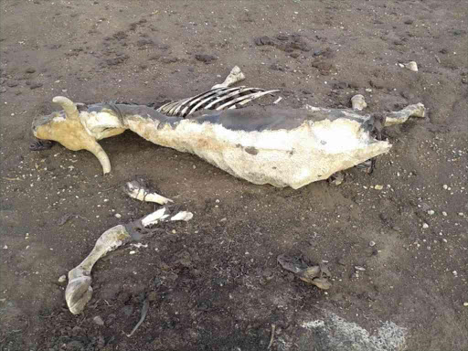 The skeleton of an animal that died on a farm in Laikipia following invasions by Pokot and Samburu herders. /COURTESY