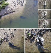 Several individuals were observed swimming nearby the gravel beach in shallow waters where pigeons regroup for drinking and cleaning (large picture). One individual is seen approaching land birds and beaching to successfully capture one (small pictures).