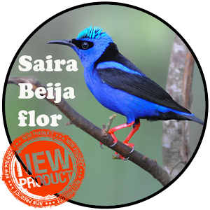 Download Canto Saira Beija Flor For PC Windows and Mac