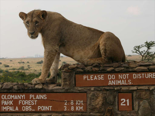 A lioness rests on a directional signage at Nairobi's National Park in Kenya's capital Nairobi, July 12, 2014. Picture taken July 12, 2014. /REUTERS