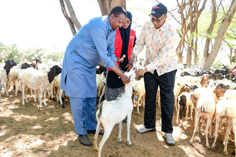 Livestock director Dr Haret Hambe [in blue] helps hold a goat during a vaccination exercise in Modogashe town on April 25, 2024.