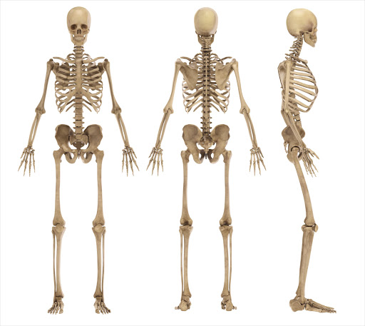 A human skeleton.