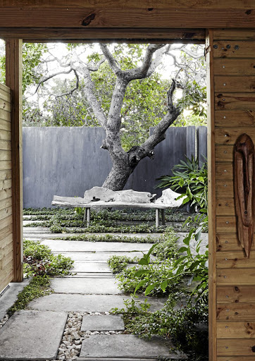 The house was designed around the existing mature trees. Here an ancient cashew tree shades the entrance courtyard.