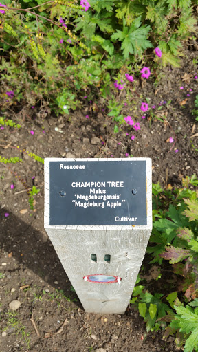 Champion Tree Plaque
