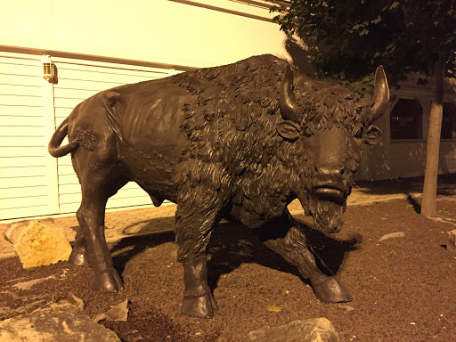 Bison Futé