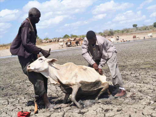 Mzee Karisa Charo from Bandari village (left) is assited to remove one of the cows that had stuck at the swampy area of the Giriama ranch water pan after it went to drink water