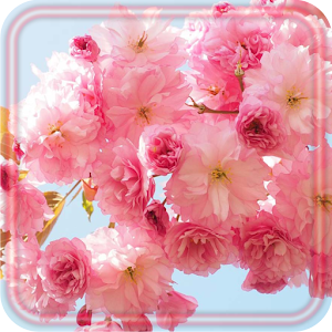 Download Sakura Blossoms HD For PC Windows and Mac