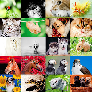 Download Animal Sounds For PC Windows and Mac