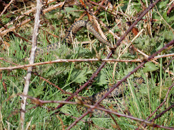 Photo 2 / 2 - April 2016 Training SE Region CIEEM Workshop Adder Mosaic Basking © Ralph Hobbs