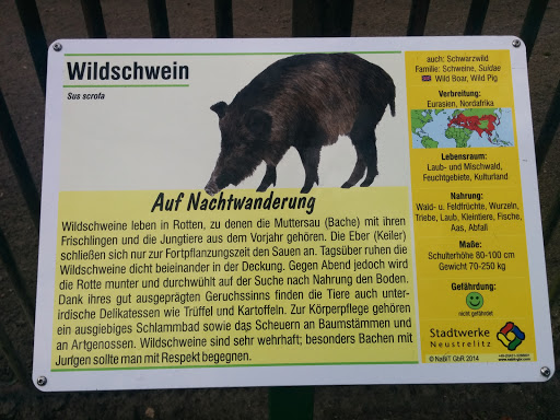 Wildschwein