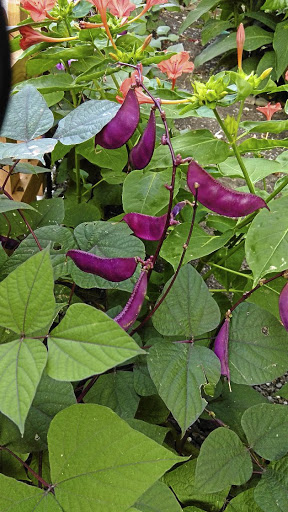 Purple or yellow beans add to the vibrancy of the vegetable garden.