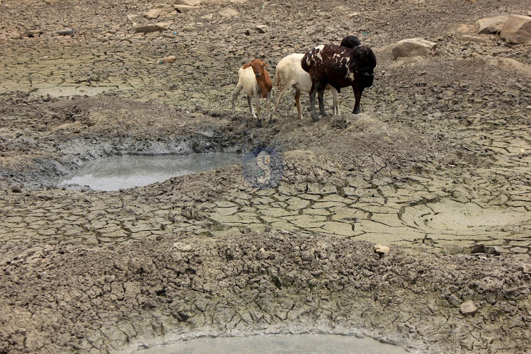 Sheep wander at the dried up Ndigiria water pan in Ndigiria , Kilifi County.