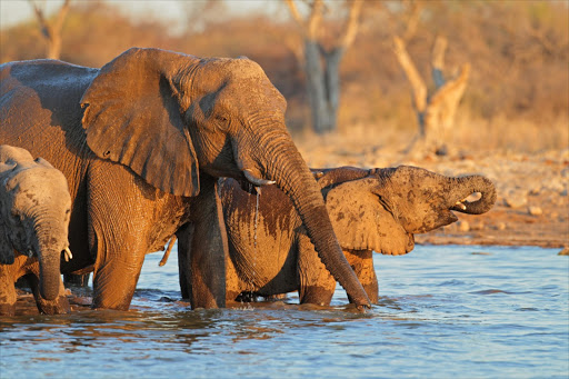 African elephants at a watering hole. File photo