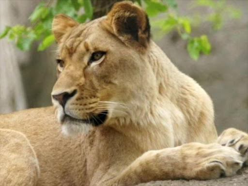 Lioness Zuri had lived with Nyack for eight years and the zoo said the two had never shown aggression before. /AGENCIES
