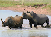 Rhino. File photo.