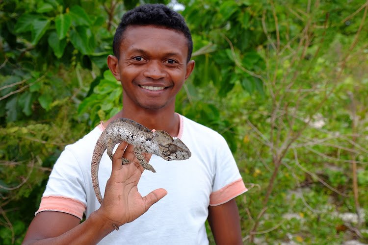 Simon, Miavana's Malagasy terrestrial guide, with an Oustalet's chameleon, found in a tree next to a villa