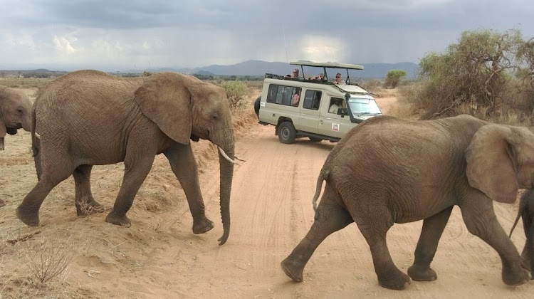 Tourists watch elephants at a park