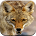Coyote Hunting Calls