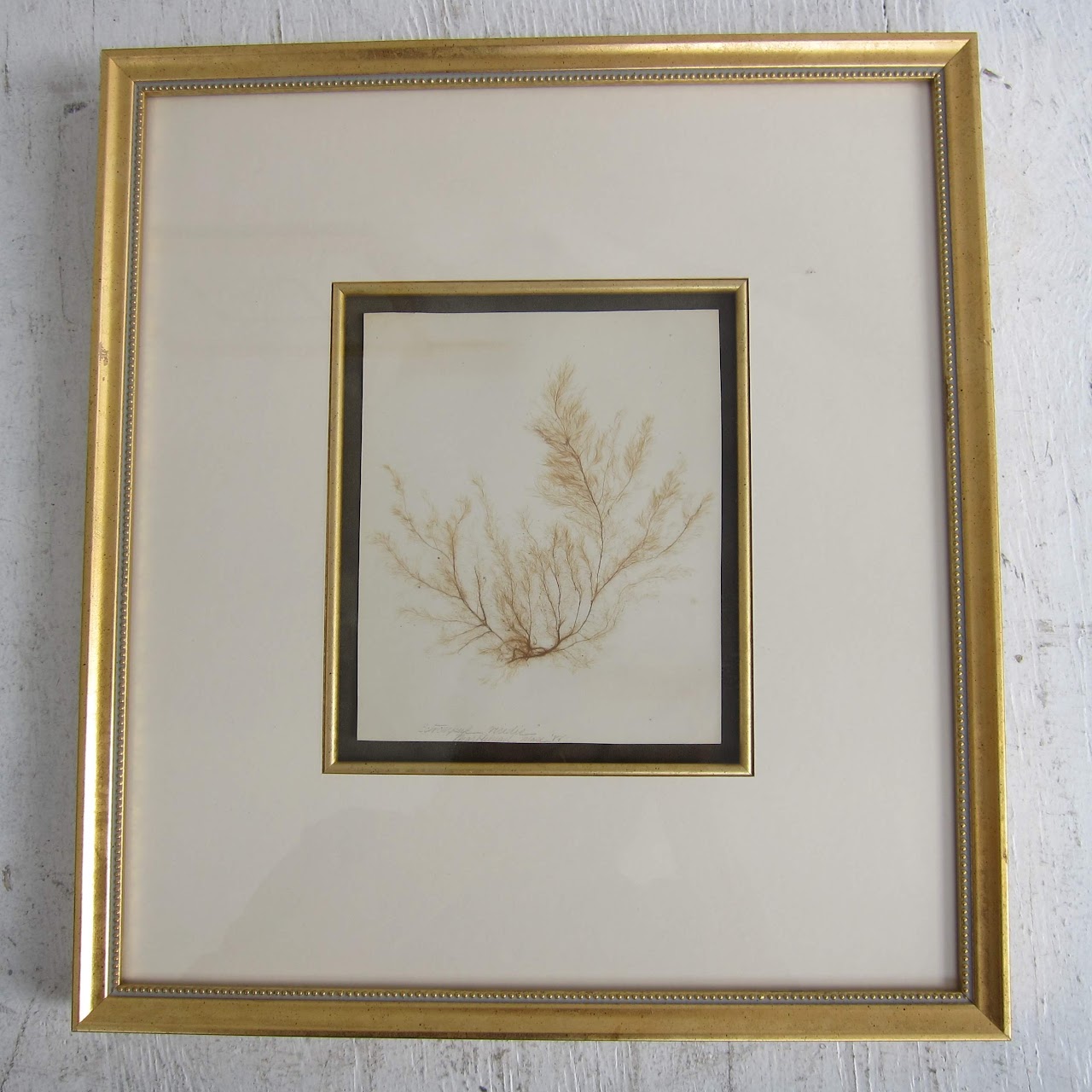 Framed Antique Herbarium Lot