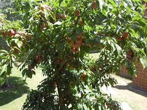 Satsuma Plum does well in coffee grounds