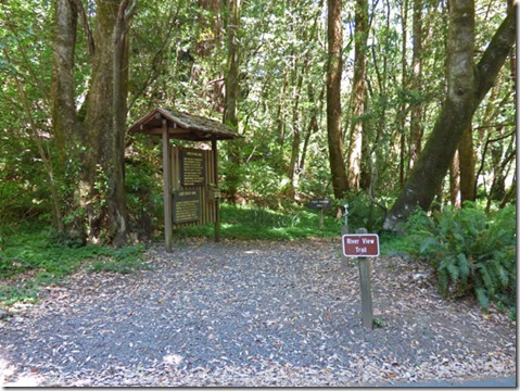 Start of the Riverview Trail, Alfred A Loeb State Park, Brookings OR