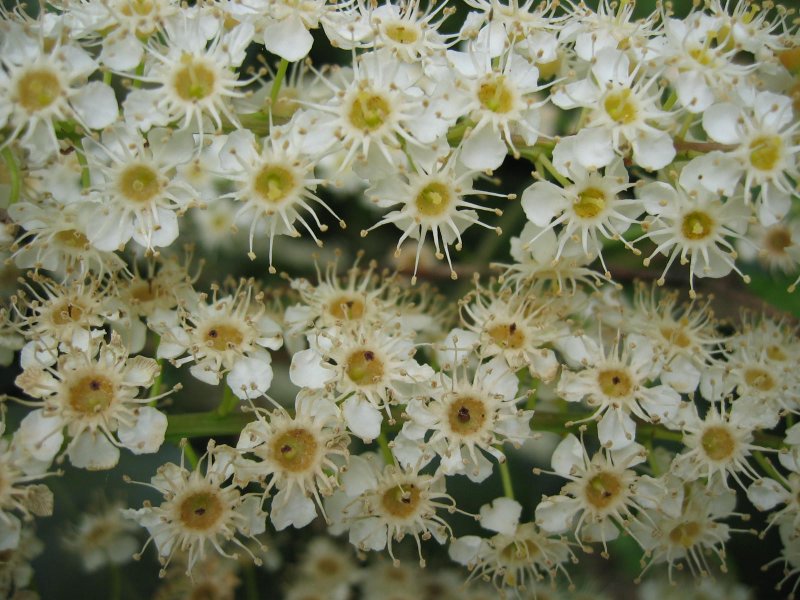 lush bush