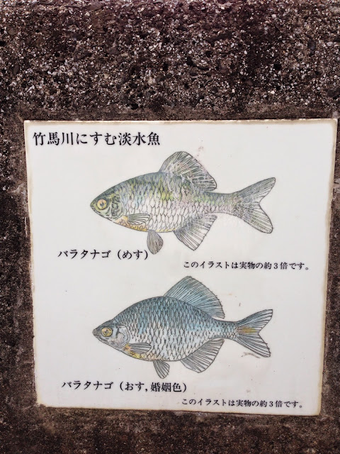 竹馬川に棲む淡水魚-3