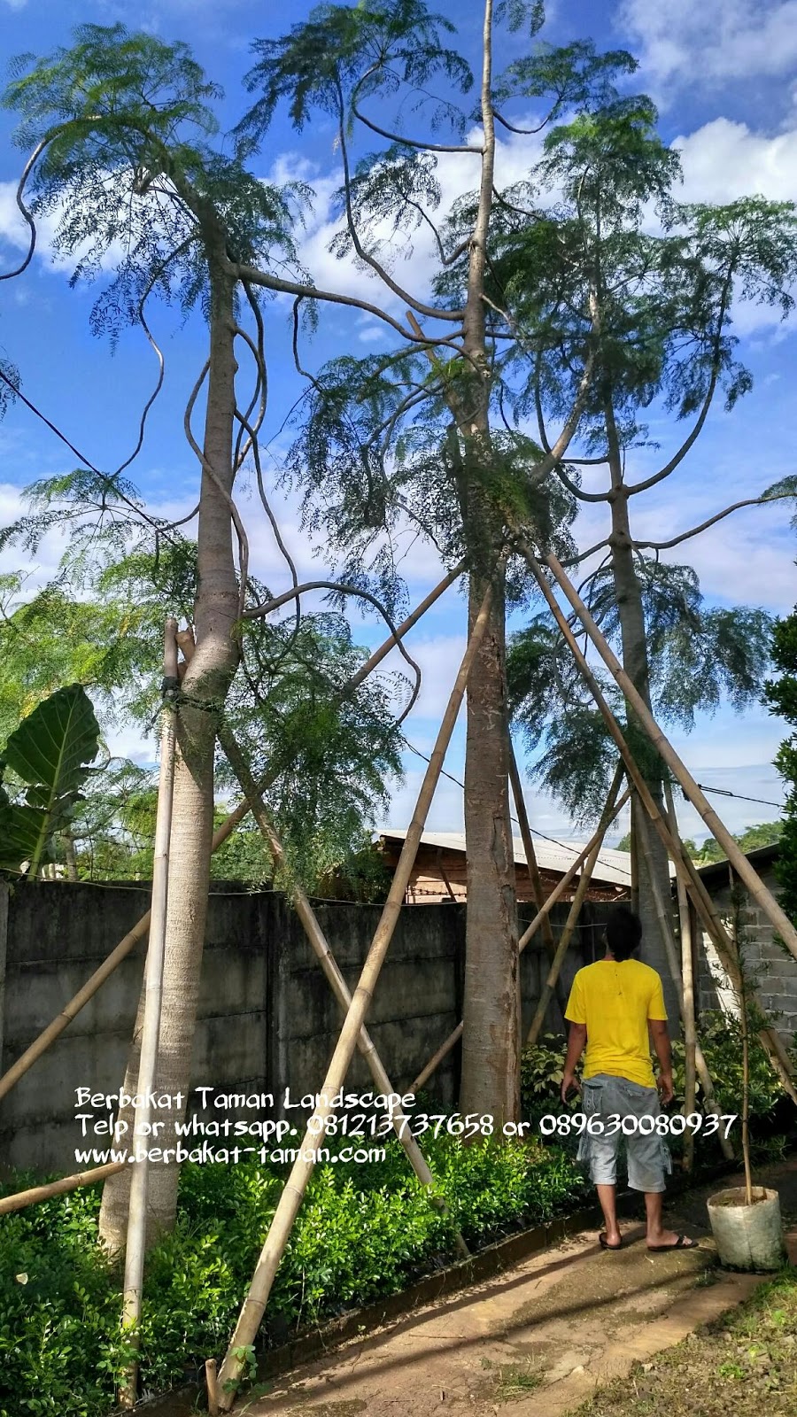 Jual Pohon Kelor Afrika atau Moringa Tukang Taman  