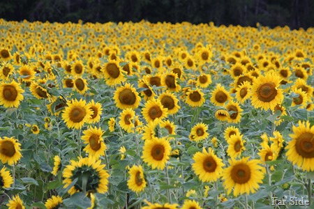 Sunflower Field