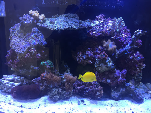 Tropical Fish Store «Live Rock N Reef», reviews and photos, 2196 W 3500 S, West Valley City, UT 84119, USA