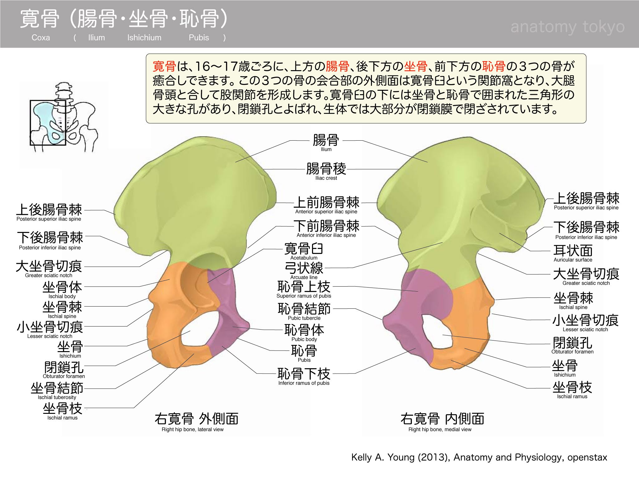 18 A016 寛骨について正しいのはどれか あはき国試対策 徹底的教科書主義