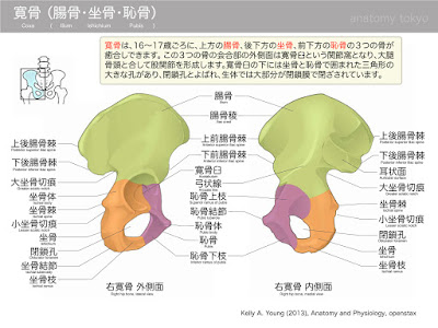 √ダウンロード 恥骨 部 293348-恥骨 部位