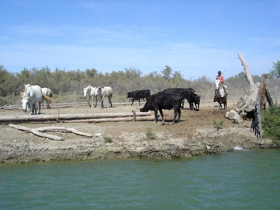 De la belle bagnole DSC09397_camargue_2