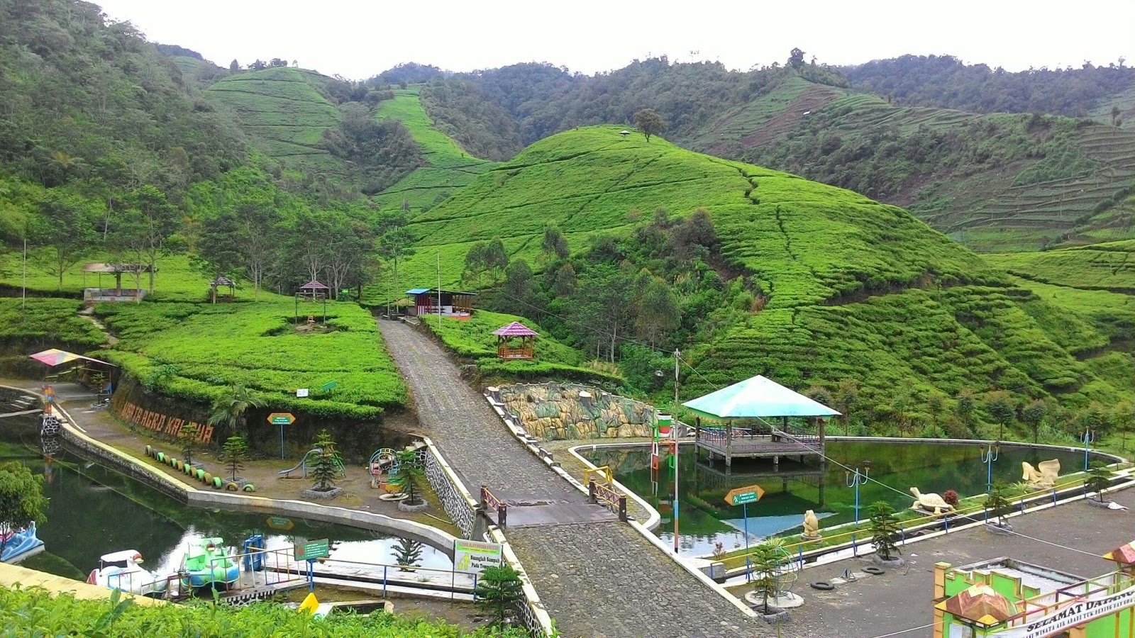 Berlibur ke Kaligua, Kebun Teh Legendaris di Brebes