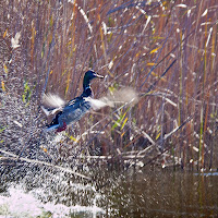 Albufera di 