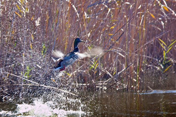 Albufera di giorgio_travisi