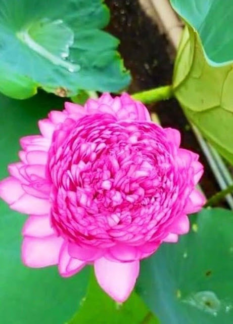 The very rare 1000 petal lotus which is mentioned in the Puranas has blossomed today in our Bangalore Ashram