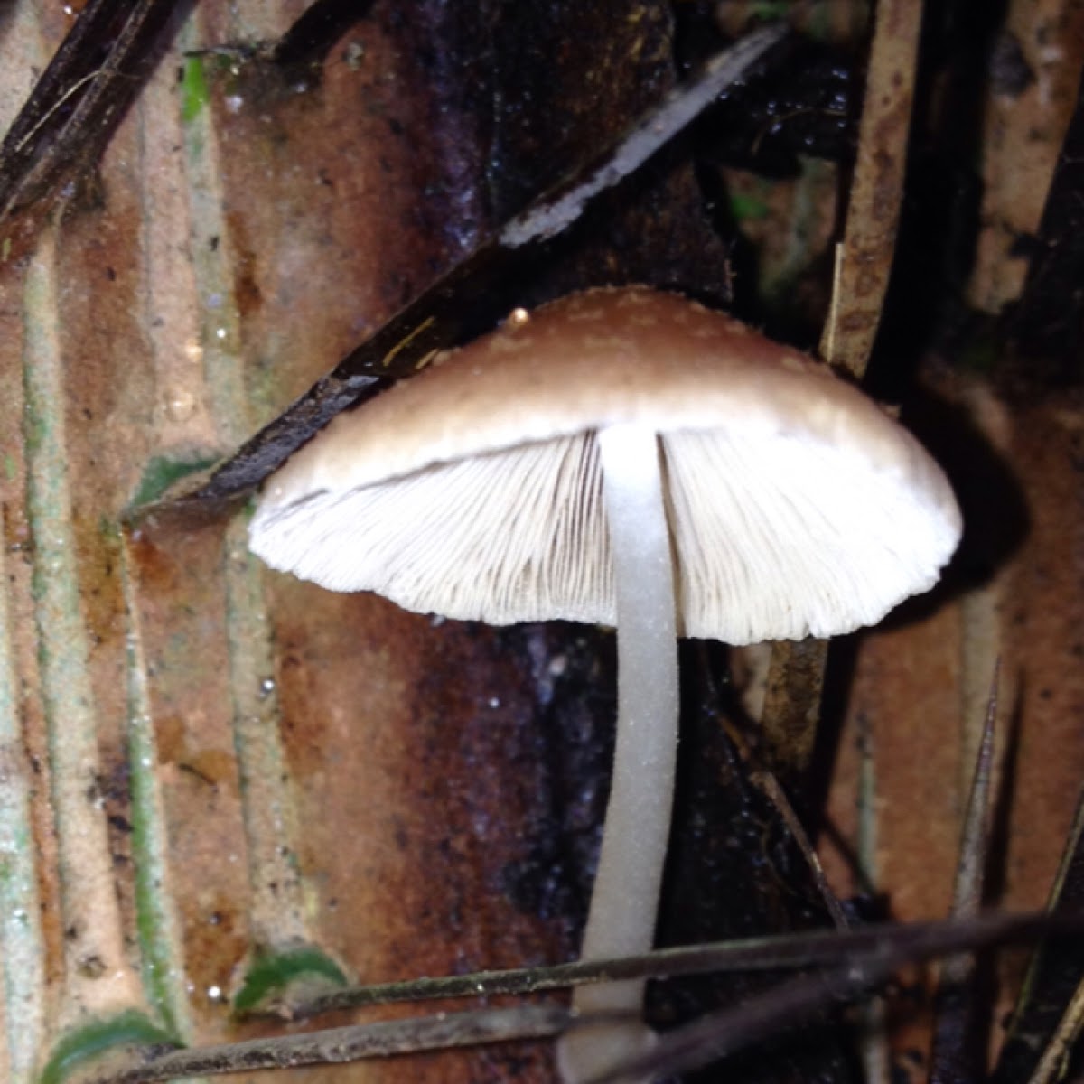 Pluteus spp.