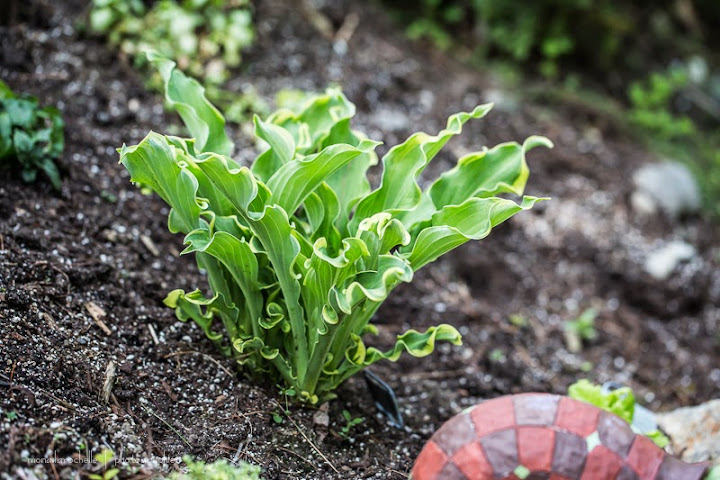 Hosta "Wheee" Hosta-whee-130615-30rm