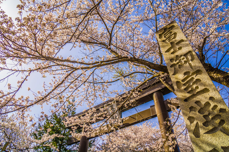 富士御室浅間神社 桜 写真5