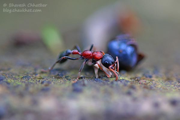 Macro photo of an ant
