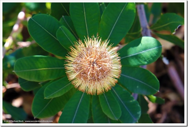 161127_UCDA_Banksia-integrifolia_003