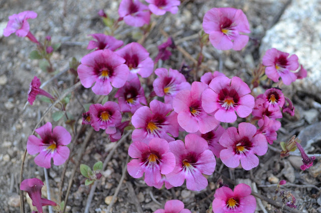 little flowers